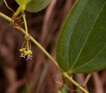 Smilax anceps Willd. resmi