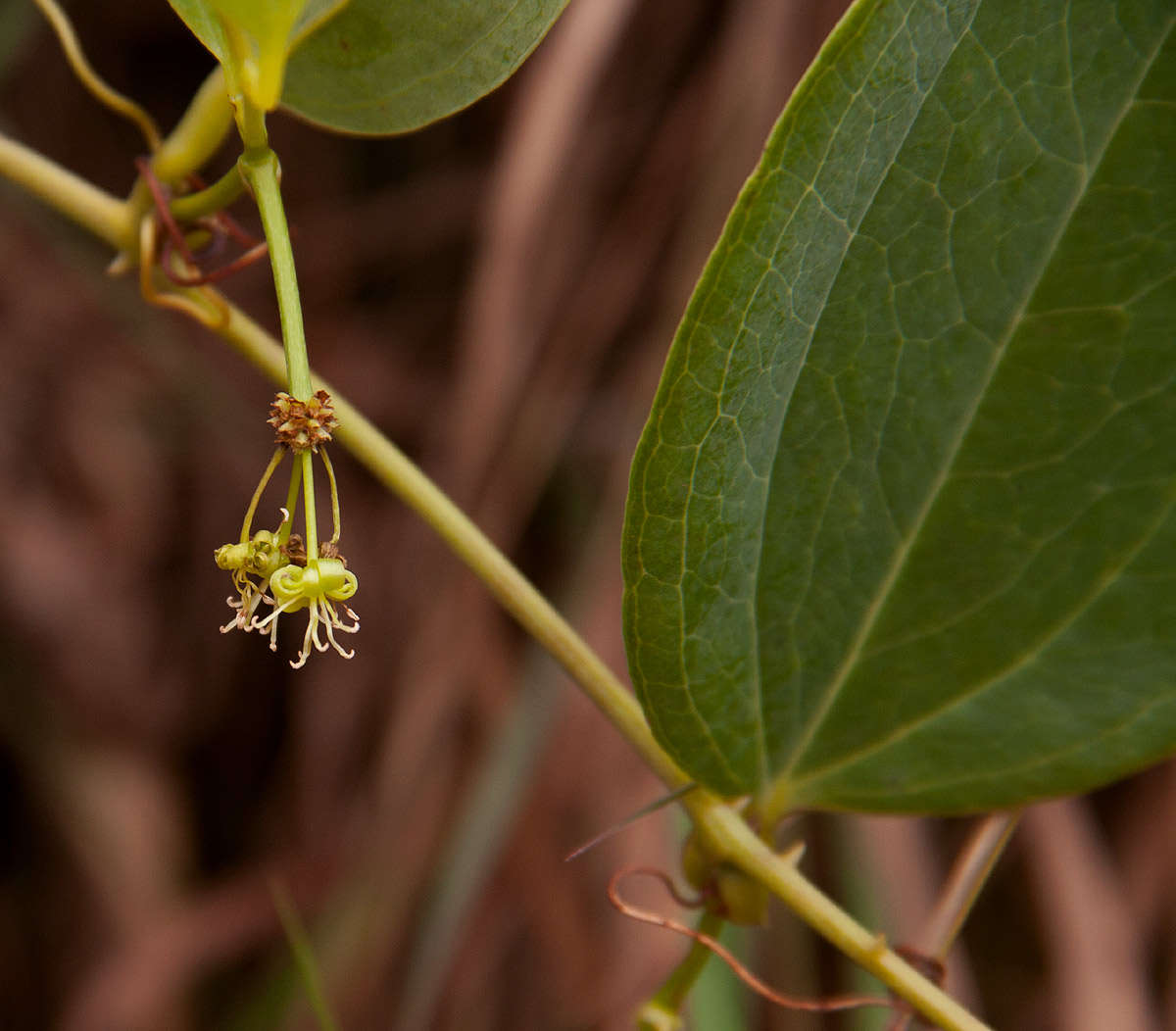 Image of Smilax