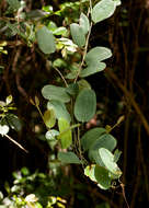 Smilax anceps Willd. resmi