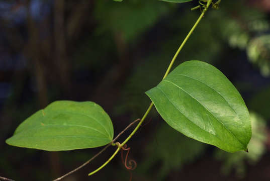 Image of Smilax