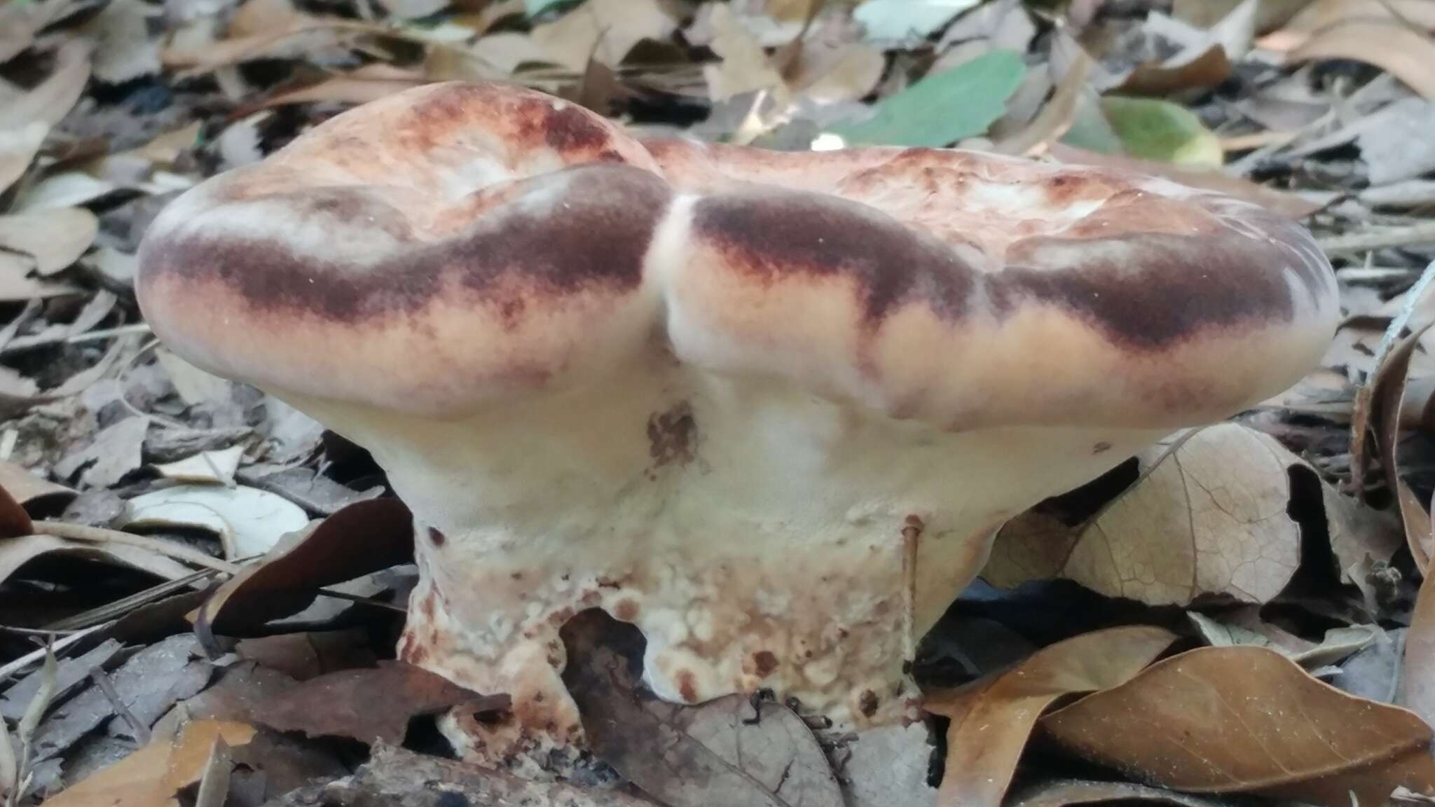 Image of Laetiporus persicinus (Berk. & M. A. Curtis) Gilb. 1981