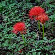 Image of scadoxus