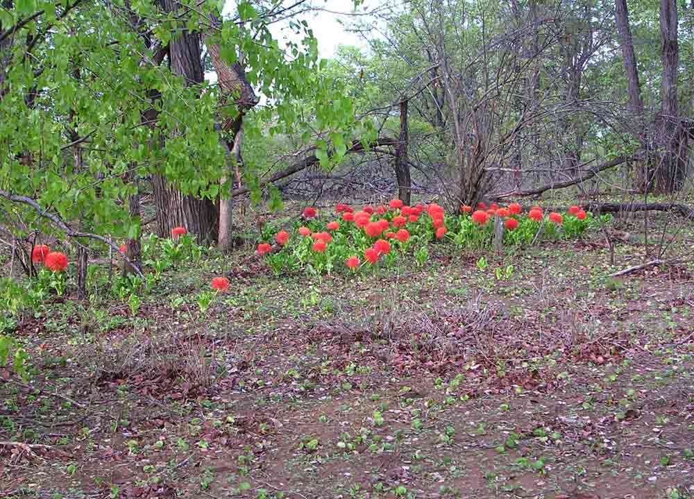 Imagem de Scadoxus