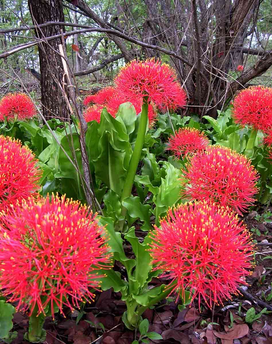 Image of scadoxus