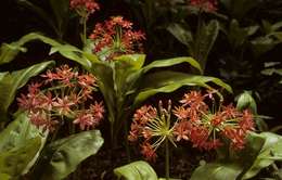 Imagem de Scadoxus pole-evansii (Oberm.) Friis & Nordal