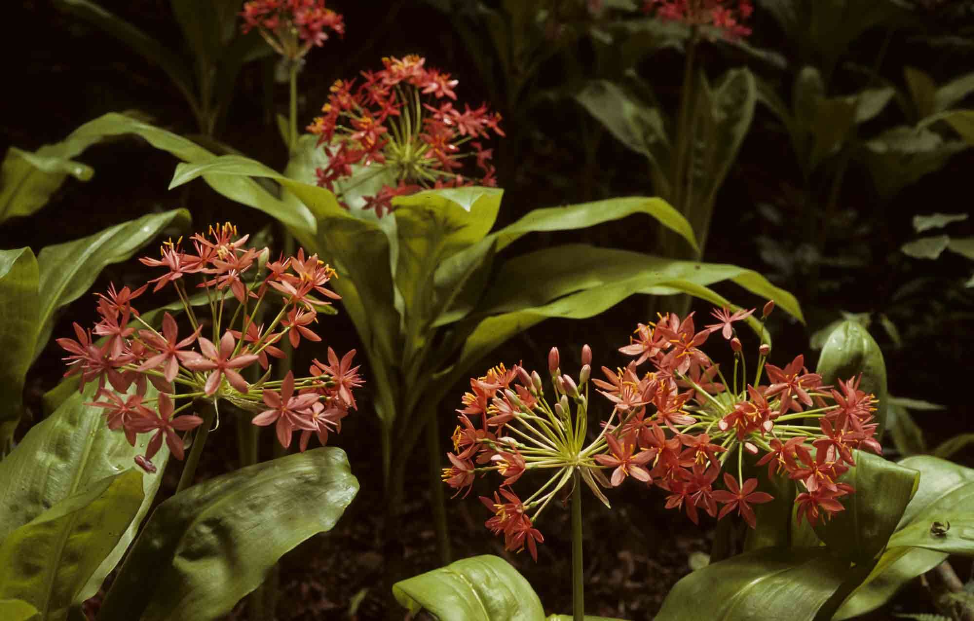 Image de Scadoxus pole-evansii (Oberm.) Friis & Nordal