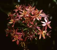 Image de Scadoxus pole-evansii (Oberm.) Friis & Nordal