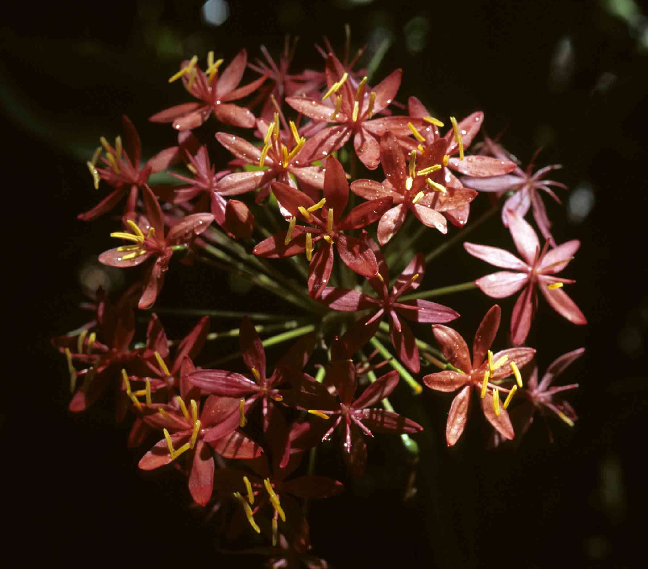 Imagem de Scadoxus pole-evansii (Oberm.) Friis & Nordal