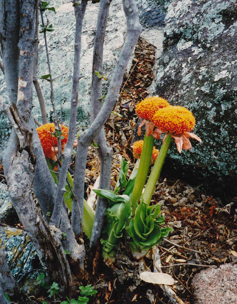 Imagem de Scadoxus