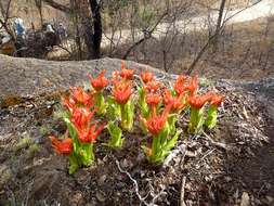 Imagem de Scadoxus