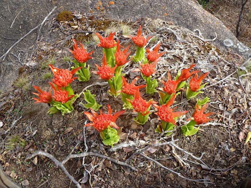 Image of scadoxus