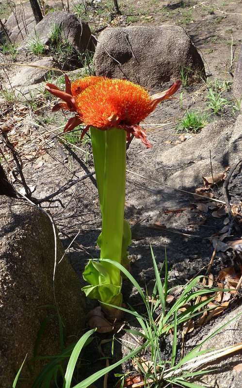 Image of scadoxus