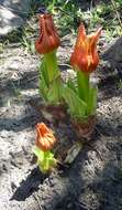 Image of scadoxus