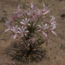 Image of Nerine laticoma (Ker Gawl.) T. Durand & Schinz