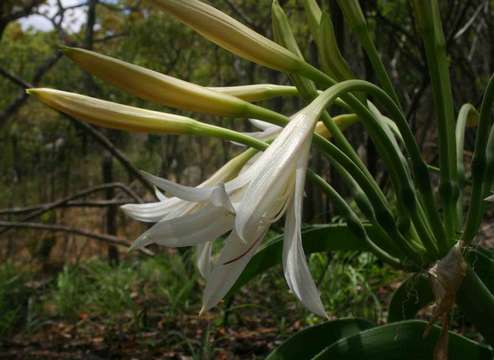 Imagem de Crinum crassicaule Baker