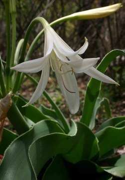 Crinum crassicaule Baker的圖片