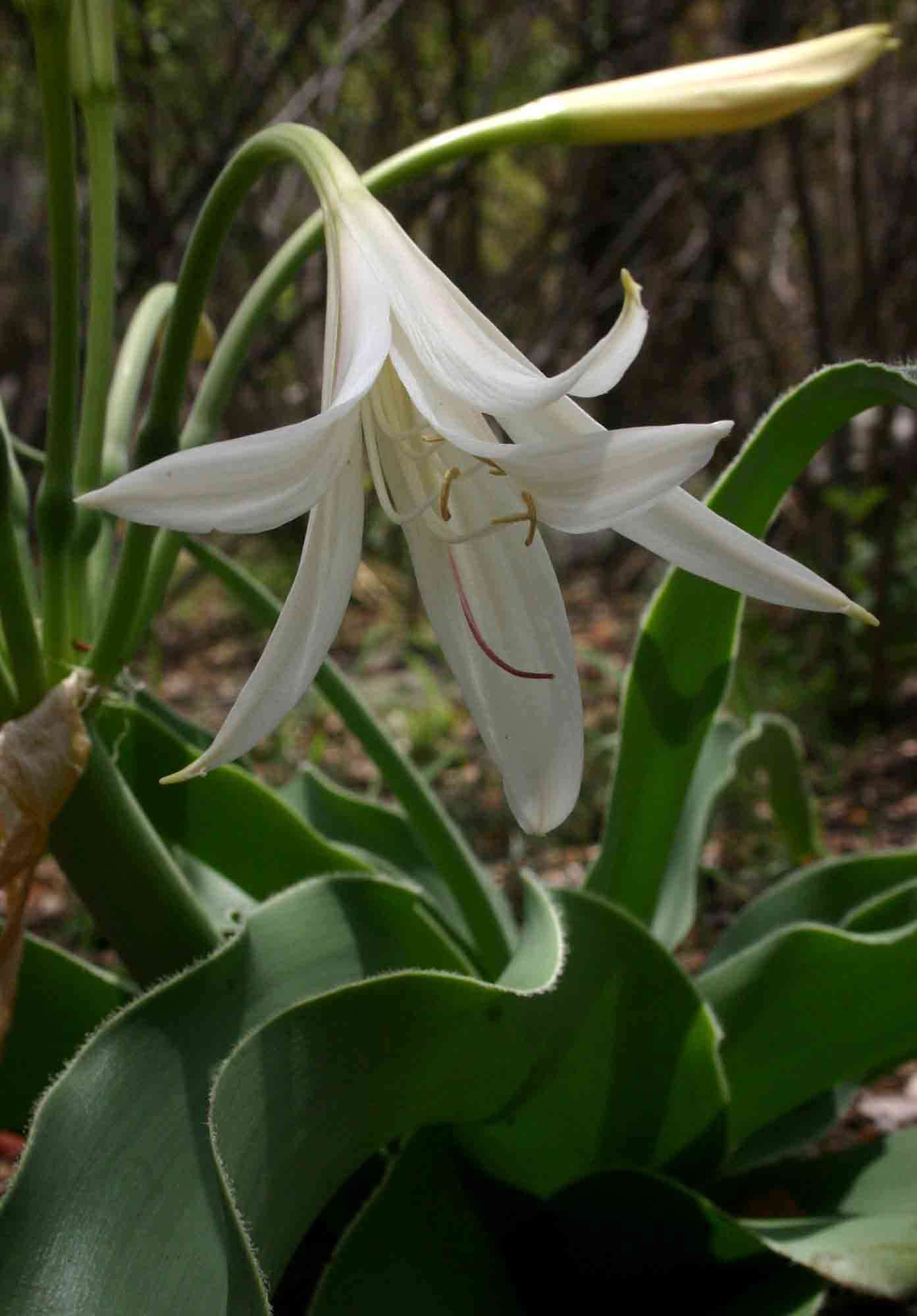 Image of Crinum crassicaule Baker