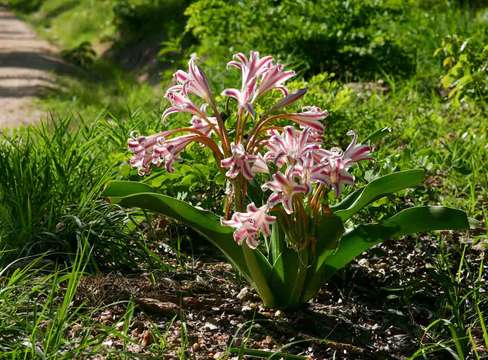 Image of Crinum stuhlmannii Baker