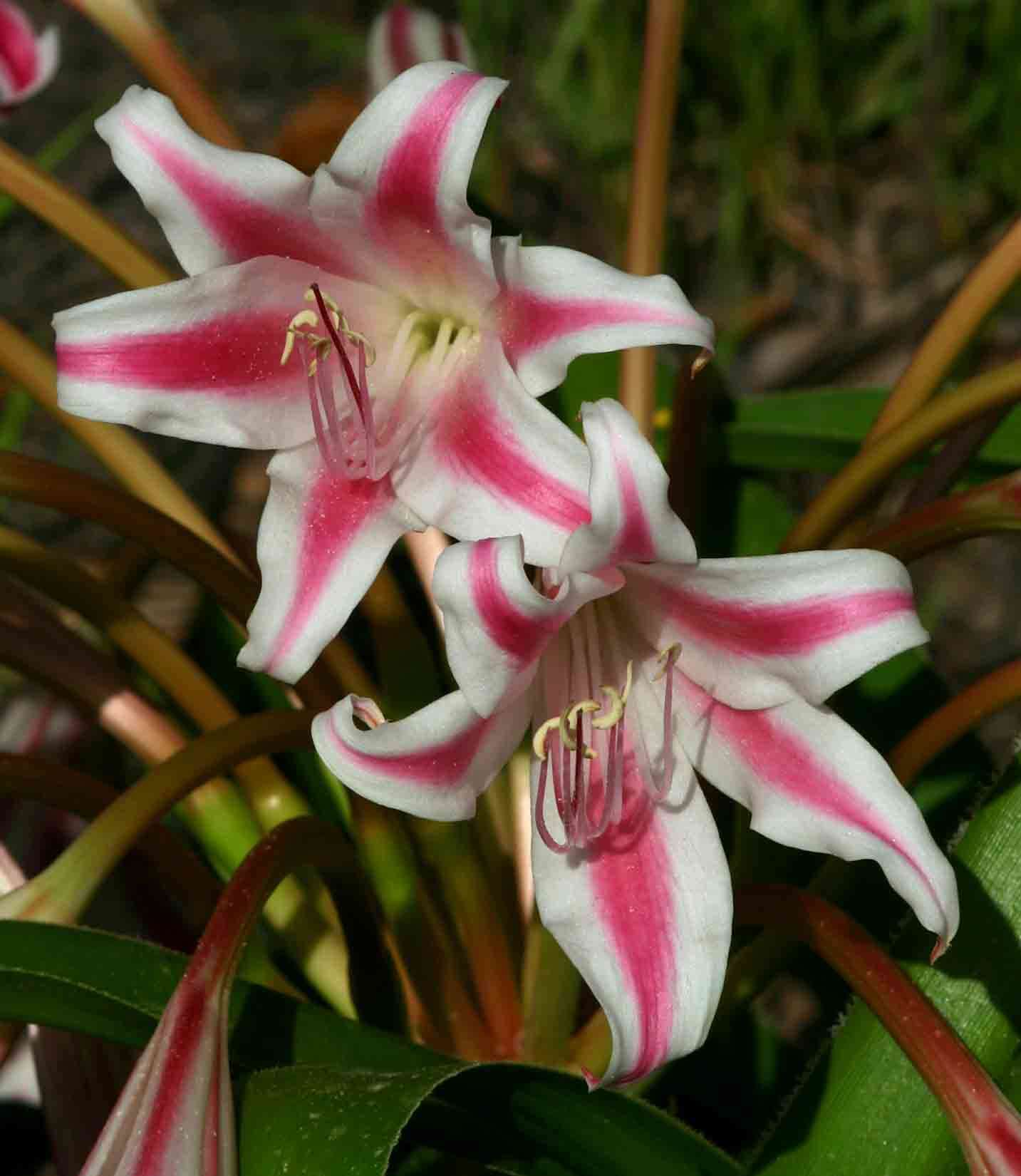 Image of Crinum stuhlmannii Baker