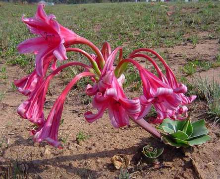 Image of Grassland crinum