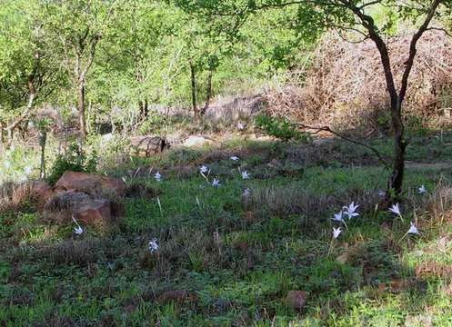 Image of Dwarf crinum