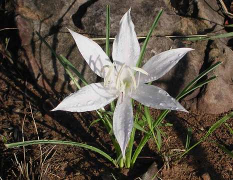 Image of Dwarf crinum