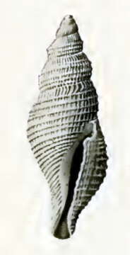 Image of Daphnella cheverti Hedley 1922