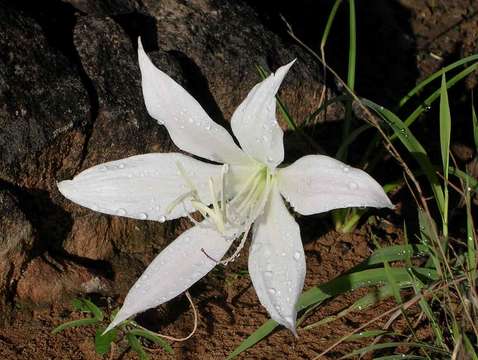 Image of Dwarf crinum