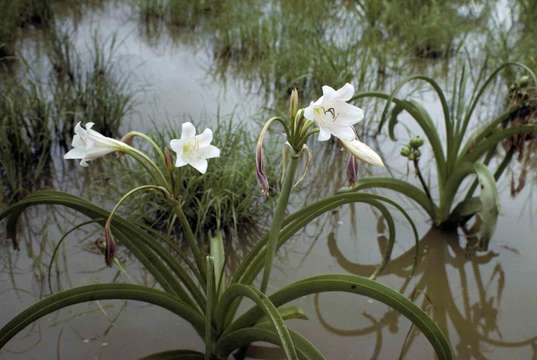 Слика од Crinum paludosum I. Verd.