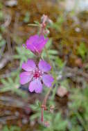 Image of Tuberous Cranesbill