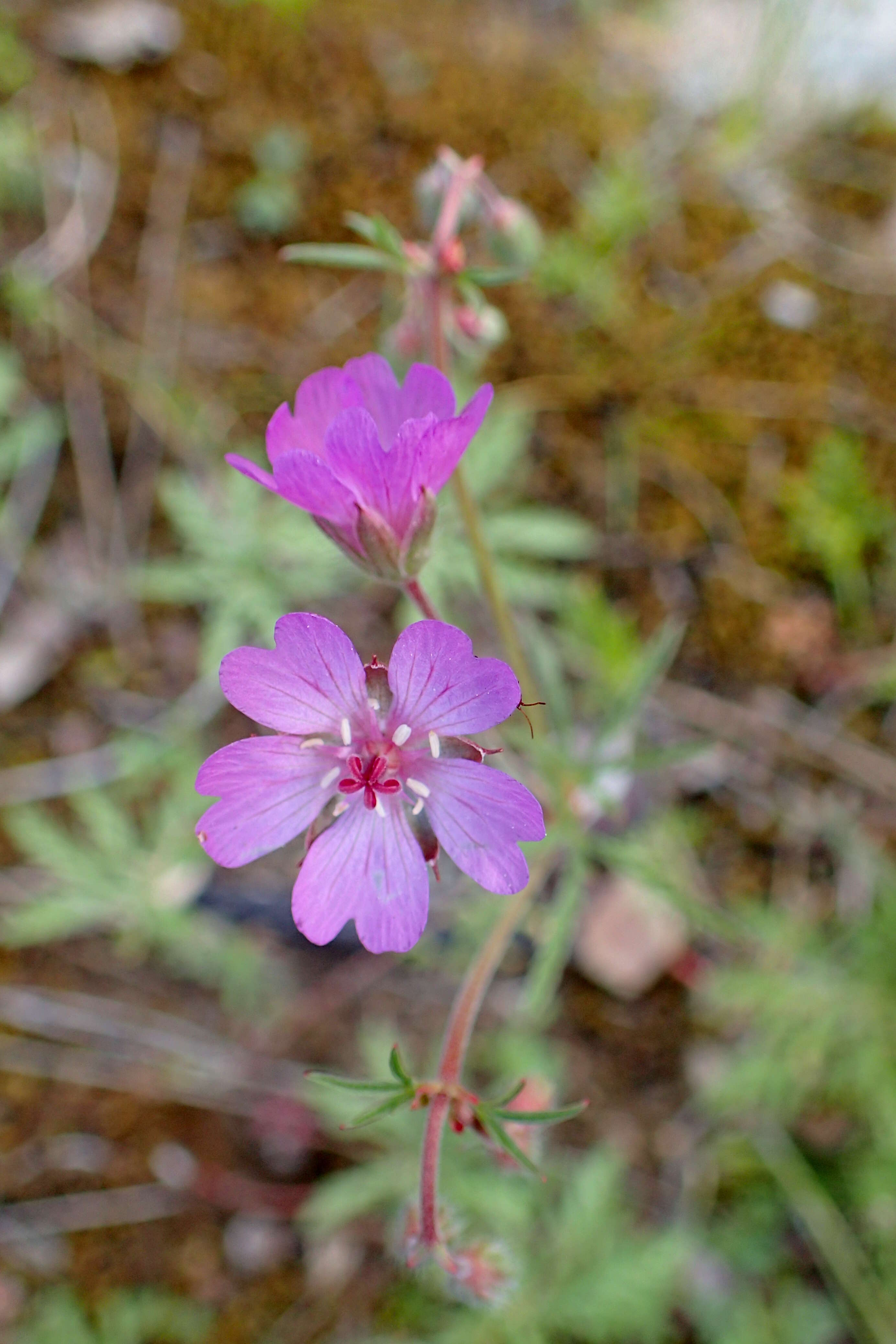 Image of Tuberous Cranesbill