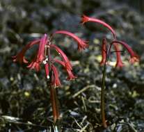 Image of Fire lily