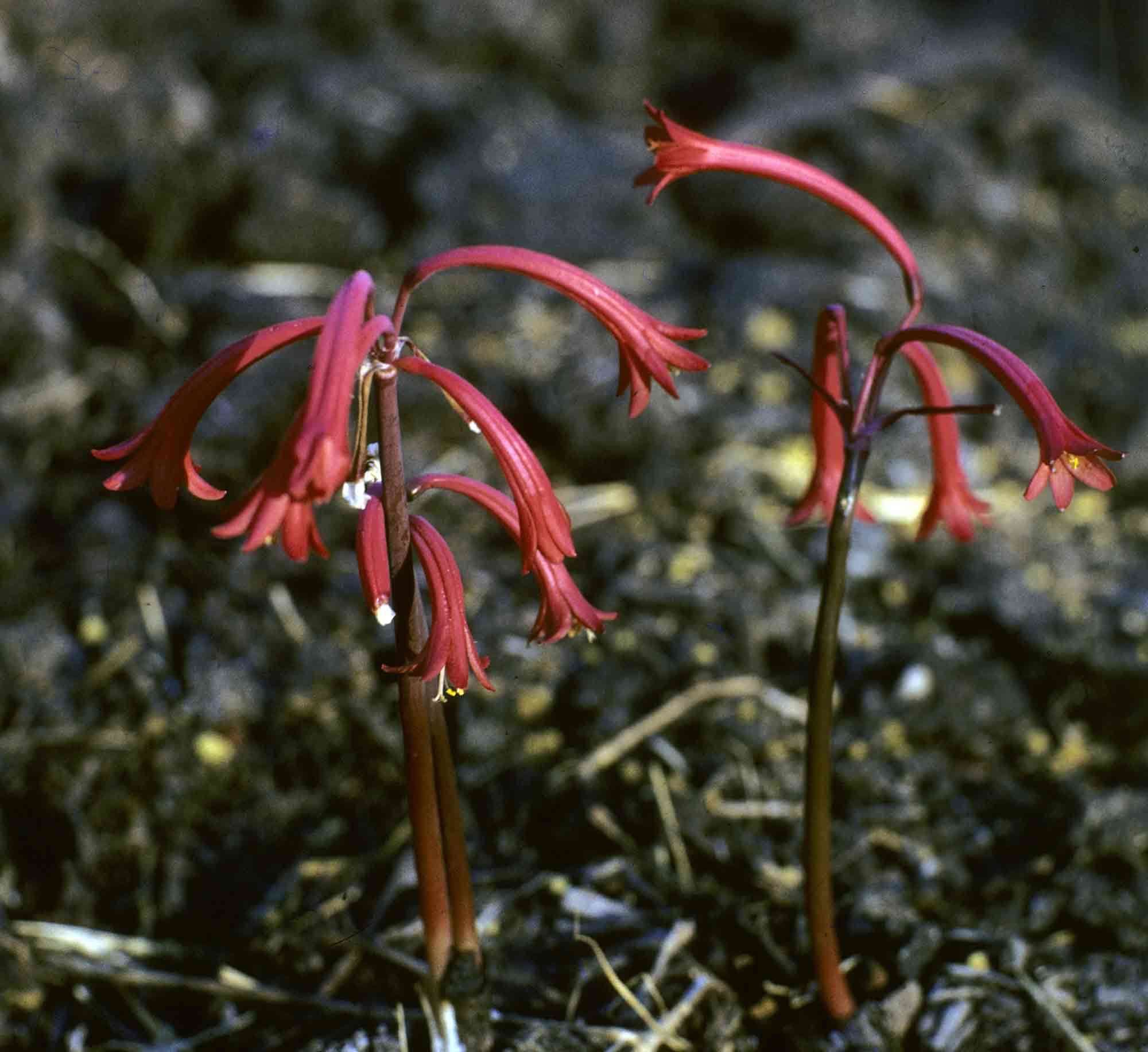 Image of Fire lily