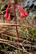 Image of Fire lily