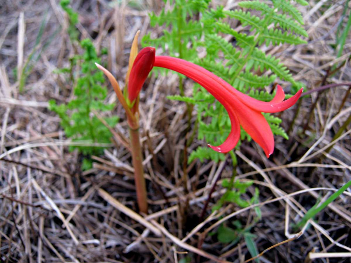 Image of Fire lily