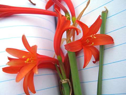 Image of Fire lily