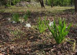 Image de Pancratium