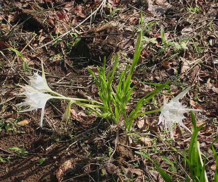 Image de Pancratium