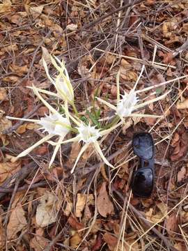 Image of pancratium