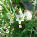 Image of Onion weed