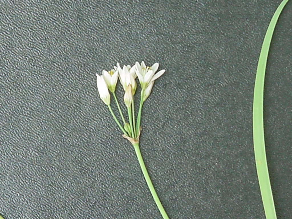 Image of false garlic