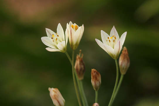 Image of false garlic