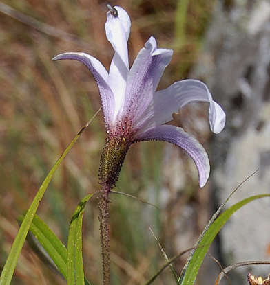 Image de Velloziaceae