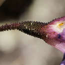 Image of Xerophyta argentea (Wild) L. B. Sm. & Ayensu