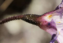 Image of Velloziaceae