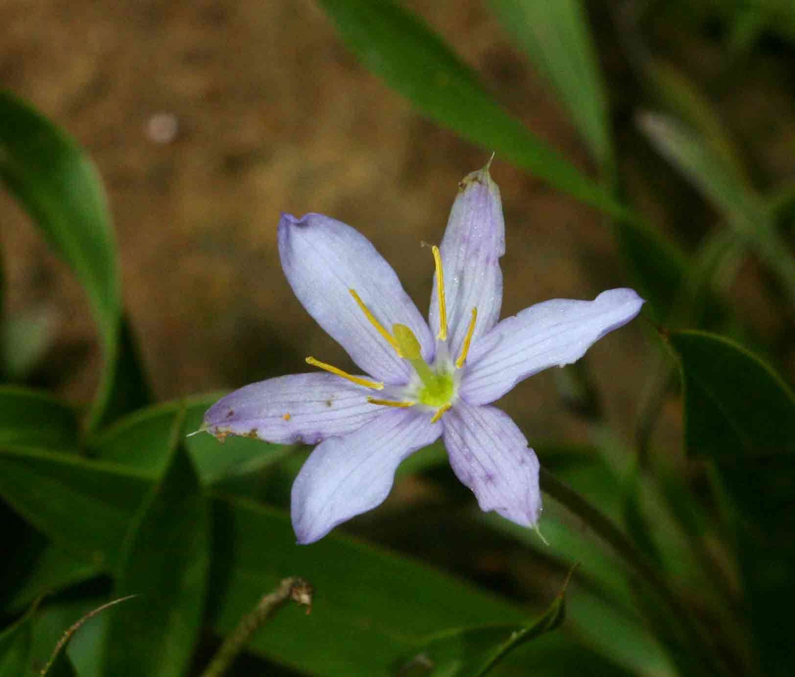 Image of Xerophyta humilis (Baker) T. Durand & Schinz