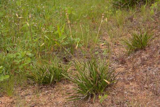 Image de Xerophyta schlechteri (Baker) N. L. Menezes