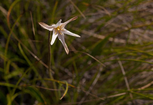 Image de Xerophyta schlechteri (Baker) N. L. Menezes