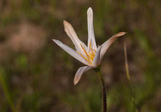 Image de Xerophyta schlechteri (Baker) N. L. Menezes