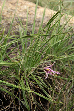 Image de Xerophyta villosa (Baker) L. B. Sm. & Ayensu